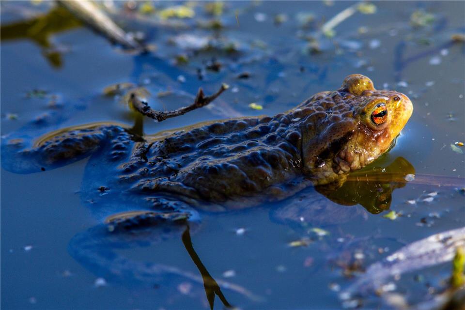 Das Erdkröten-Weibchen legt bis zu 6.000 Eier ab. (Archivbild)Jens Büttner/dpa