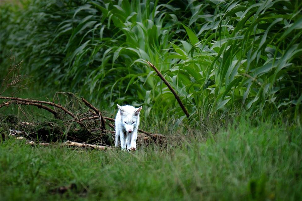 Das Fell des Fuchses war nicht flauschig genug für einen Polarfuchs.Dominik Reigl/LBV/dpa