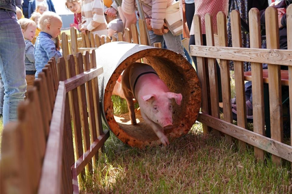 Das Ferkelrennen war eine der Attraktionen des Bauernmarkts.