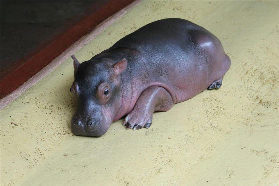 Das Flusspferd-Baby kam vor knapp zwei Wochen auf die Welt.Zoo Berlin/Tierpark Berlin/dpa