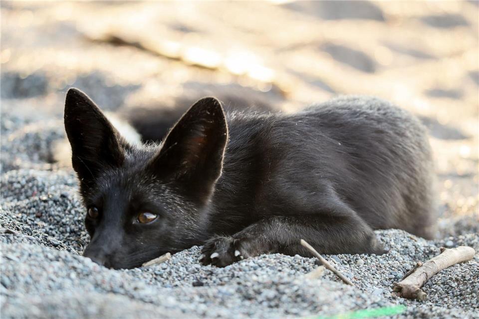 Das Foto zeigt einen Silberfuchs in einem Tierpark in Kanada. (Symbolbild)Christopher Drost/SHIFT digital via ZUMA Wire/dpa
