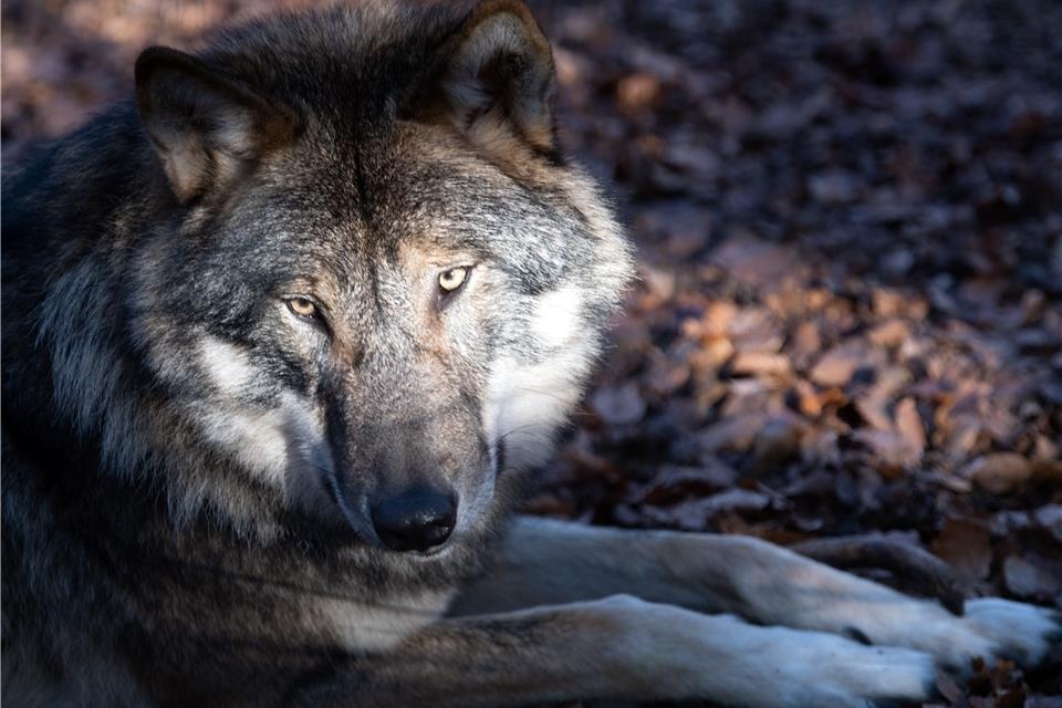 Das Foto zeigt nicht „Gloria“, sondern einen anderen Wolf. 