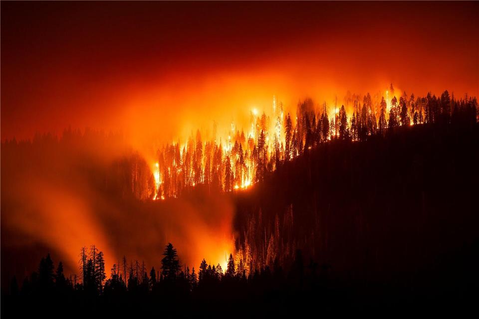 Das „Garnet Fire“ bedroht Riesenmammutbäume im Waldgebiet McKinley Grove.Noah Berger/FR34727 AP/AP/dpa