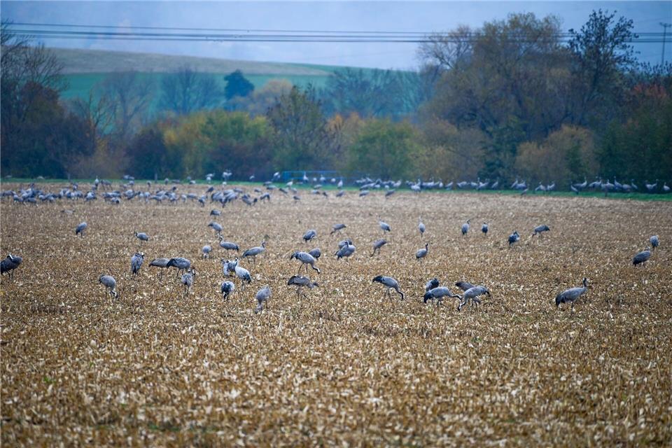 Das Gebiet um den Stausee Kelbra in Thüringen und Sachsen-Anhalt war besonders vom Kranichsterben durch die Vogelgrippe betroffen - Tierschützer sprechen von einer Tragödie. (Archivbild)Heiko Rebsch/dpa