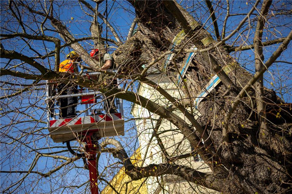Das Gerüst soll die Standfestigkeit des Baumes und die Äste sichern.Sina Schuldt/dpa