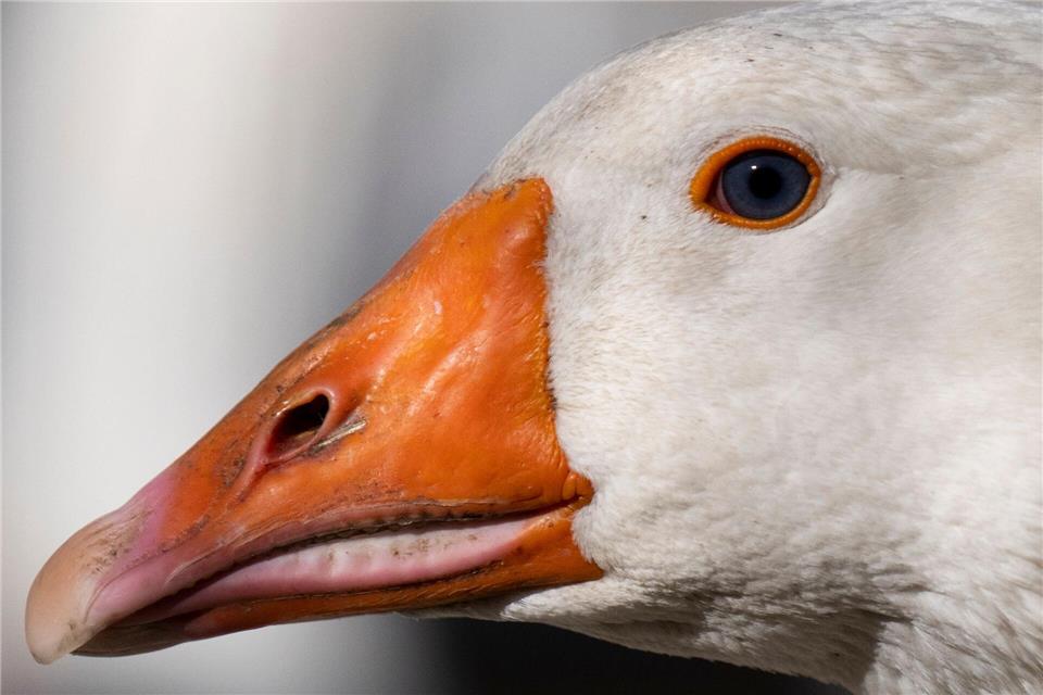 Bauer Nils und seine Gänse: Ein Hof in Vogelgrippe-Zeiten  Das Geschäft mit Martinsgänsen zum Martinstag am 11. November läuft gerade an.Boris Roessler/dpa
