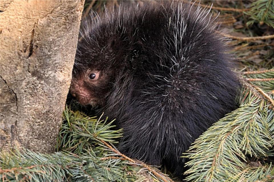Das Geschlecht des kleinen Baumstachlers ist noch nicht bekannt.Zoom Erlebniswelt/dpa
