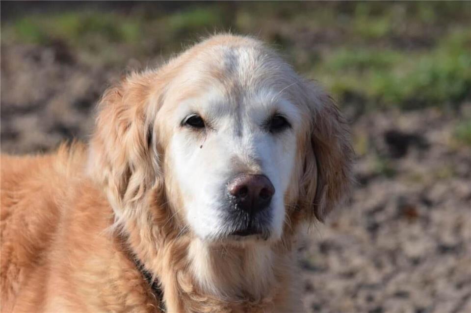 Das Geschwisterpaar scheiterte vor Gericht mit Eilanträgen gegen Fortnahme und Vermittlung. Fast alle Tiere aus dem Tierheim Ahaus haben bereits neue Besitzer gefunden.