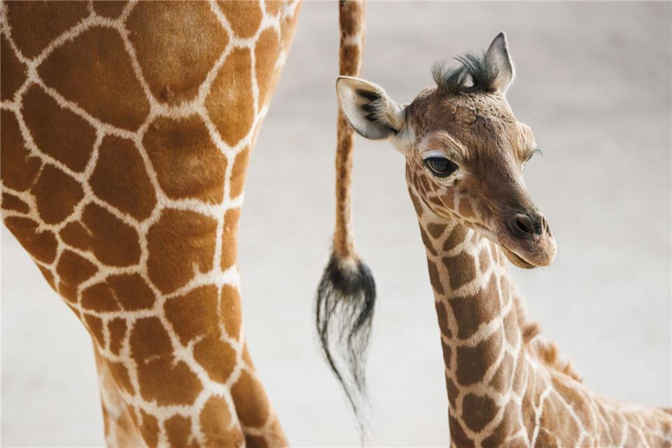 Das Giraffen-Jungtier begeisterte im vergangenen Jahr die Besucher. (Archivbild)Lando Hass/dpa