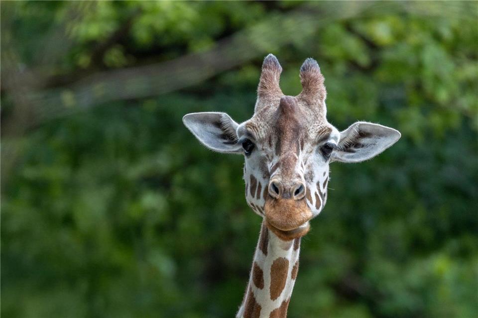 Münchner Zoo trauert: Giraffe Bahati stirbt unerwartet  Das Giraffenweibchen im Zoo.Julien Huber/Tierpark Hellabrunn/dpa