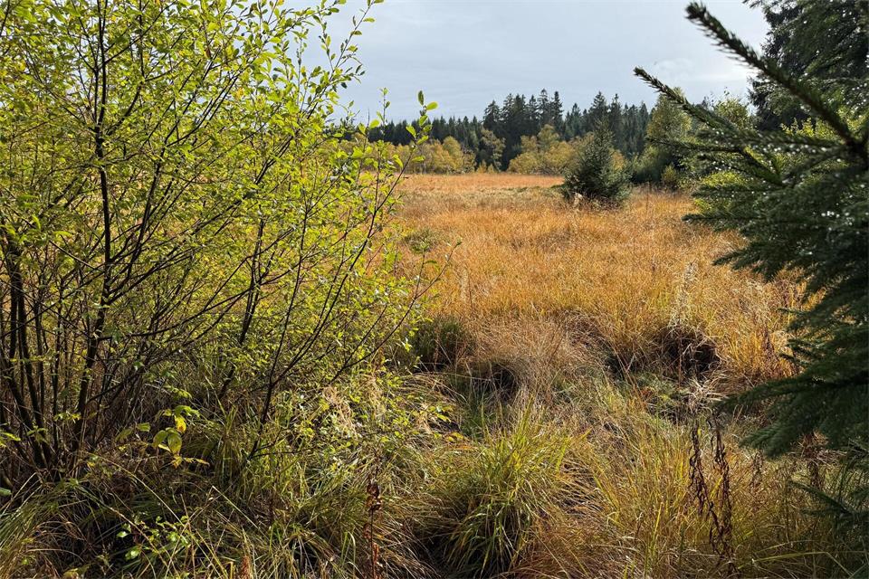 Das Hochmoor im Vogelsberg ist eines von nur zwei Hochmooren in Hessen. (Archivbild)Michael Bauer/dpa
