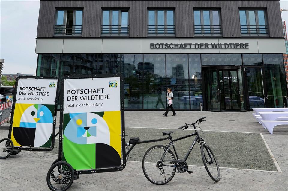 „Botschaft der Wildtiere“: Tausende Besucher und neue Pläne Das Holzhaus roots in der Hafencity ist die Heimat der „Botschaft der Wildtiere“ und der Deutschen Wildtier Stiftung (Archivbild). Ulrich Perrey/dpa