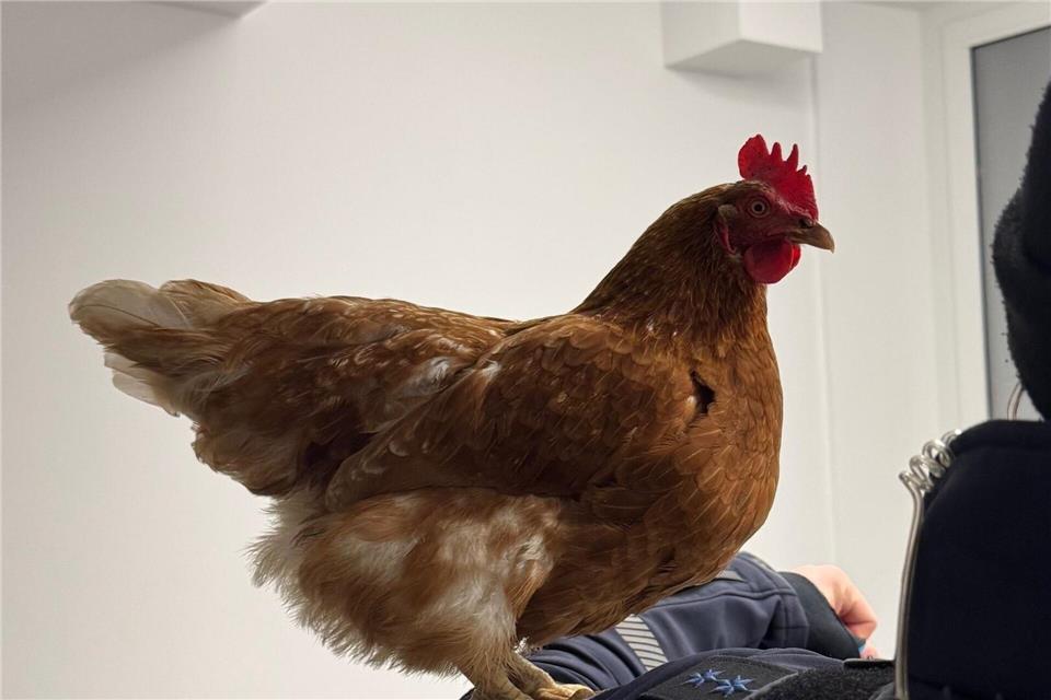 Das Huhn Henrietta auf einem Foto der Bundespolizei. -/Bundespolizeiinspektion München/dpa