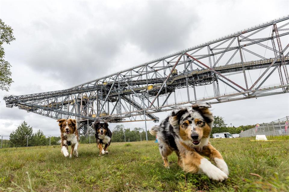 Das Hundefestival findet vor beeindruckender Kulisse statt.Frank Hammerschmidt/dpa
