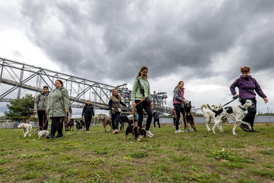 Das Hundefestival soll Hundeliebhaber zusammenbringen.Frank Hammerschmidt/dpa