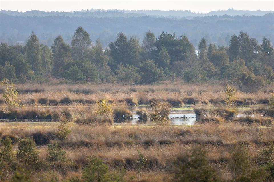 Das Huvenhoopsmoor im Landkreis Rotenburg/Wümme wird vom NLWKN betreut. Focke Strangmann/dpa