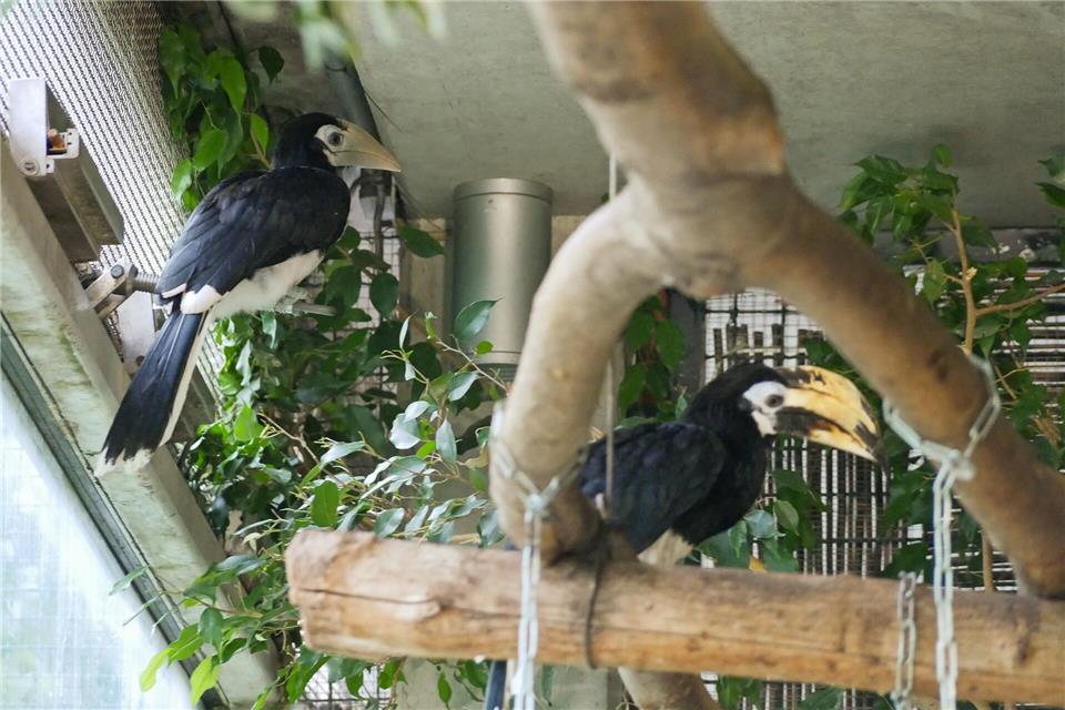 Das Jungtier des Sunda-Orienthornvogels hat im Zoo Hoyerswerda erstmals die Bruthöhle verlassen. ---/Zoo Hoyerswerda/dpa