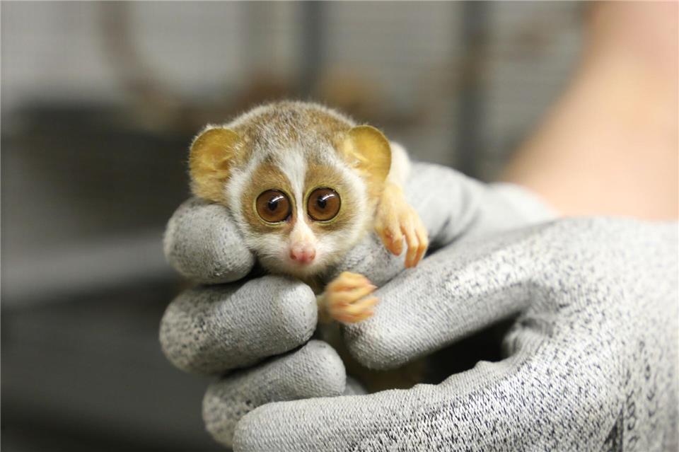 Das Jungtier kam bereits Ende Dezember zur Welt.-/Zoo Berlin/dpa