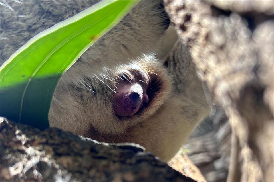 Das Jungtier wird noch eine Weile im Beutel bleiben.Stefan Deibert/Wilhelma Stuttgart/dpa
