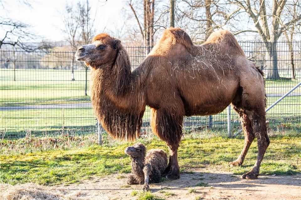 Das Kamelfohlen ist am 13. März zur Welt gekommenBirger Meierjohann/Wilhelma Stuttgart/dpa