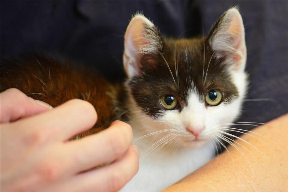 Das Karlsruher Tierheim sucht Katzenstreichler. (Symbolbild)Uwe Anspach/dpa