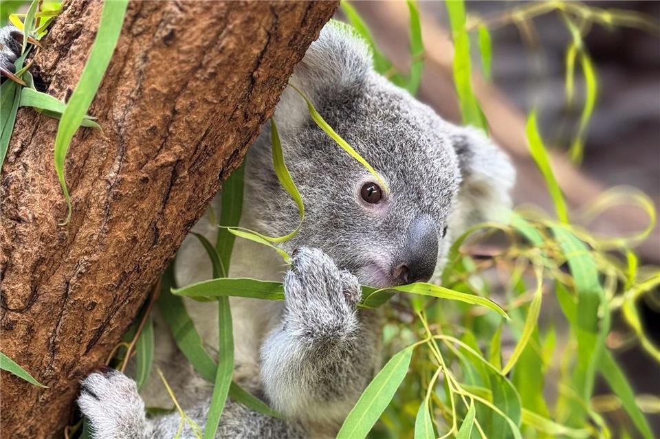 Das Koala-Jungtier wurde nur 14 Monate alt.Marcel Schneider/Wilhelma Stuttgart/dpa