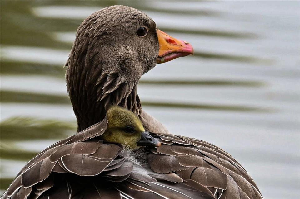Das Küken einer Graugans wärmt sich im Gefieder seiner Mutter in München.Katrin Requadt/dpa