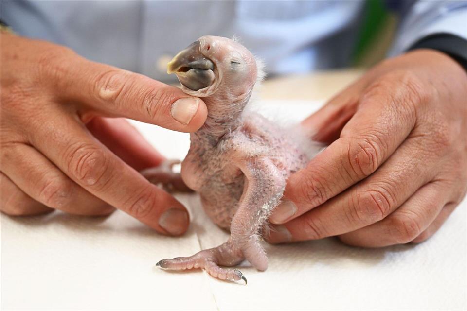 Das Küken wird per Hand aufgezogen.Uli Deck/dpa