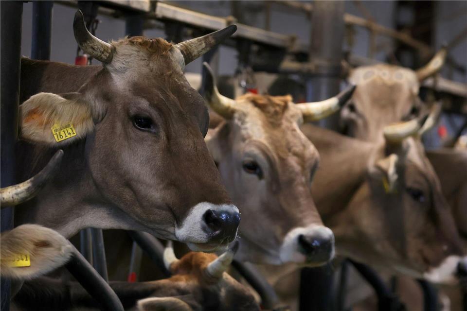 Das Land Niedersachsen will weg von der sogenannten Anbindehaltung für Rinder. (Archivbild)Karl-Josef Hildenbrand/dpa