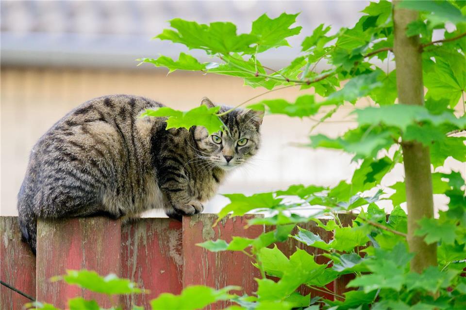 Ministerium: Kastration von Streunerkatzen zeigt Wirkung Das Land fördert die Kastration von Streunerkatzen, sieht aber auch die Halter von Freigängern in der Pflicht. (Archivbild)Julian Stratenschulte/dpa