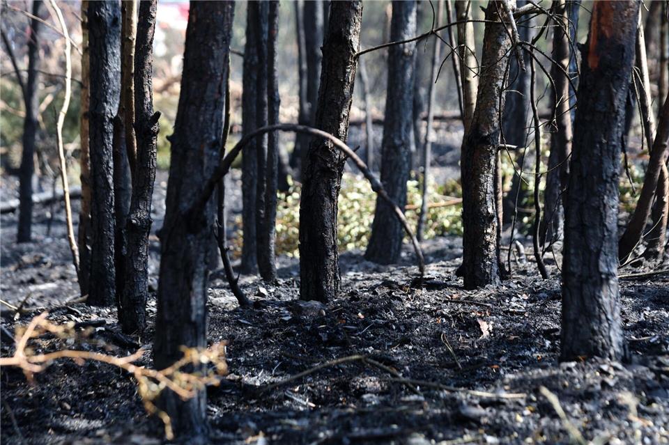 Das Landeszentrum Wald hat auf die erhöhte Gefahr für Waldbrände hingewiesen. (Archivbild)Matthias Bein/dpa