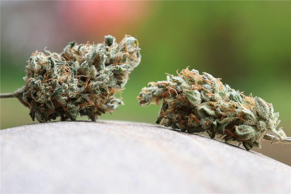 Das Landratsamt Bamberg hat einem oberfränkischen Cannabis-Club untersagt, weiter Hanf anzubauen und an Mitglieder abzugeben. Ein Gericht bestätigte diese Entscheidung. (Symbolbild)Karl-Josef Hildenbrand/dpa