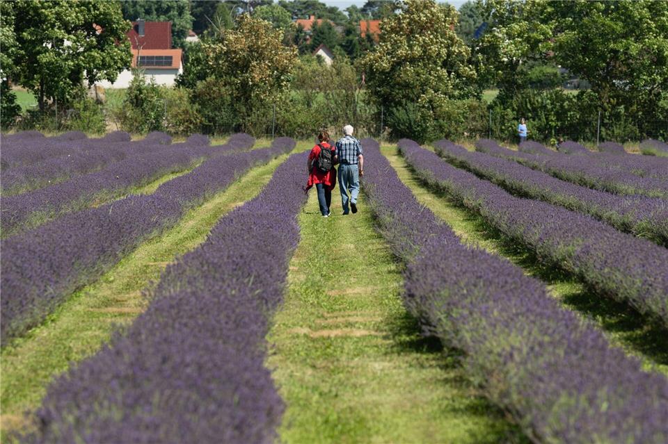 Das Lavendelfeld in der Lausitz ist mittlerweile auch zum touristischen Magneten geworden, vor allem sobald sich ab Mitte Juni die ersten Blüten zeigen.Sebastian Kahnert/dpa