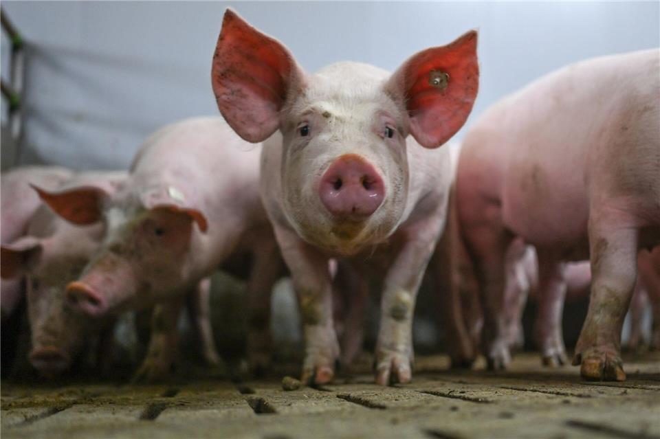 Das Logo zeigt fünf Stufen mit Anforderungen an die Haltung im Stall. (Archivbild)  Lars Klemmer/dpa