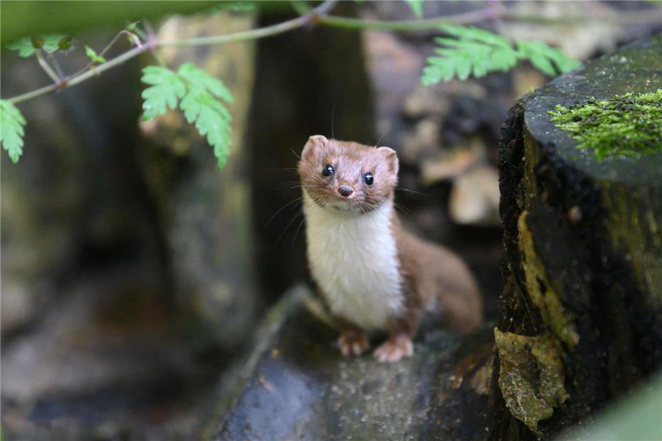 Das Mauswiesel ist nach der Einschätzung von Experten ein nützliches Tier für Landwirte, da es Mäuse frisst. (Archivbild)Robert Michael/dpa-Zentralbild/ZB