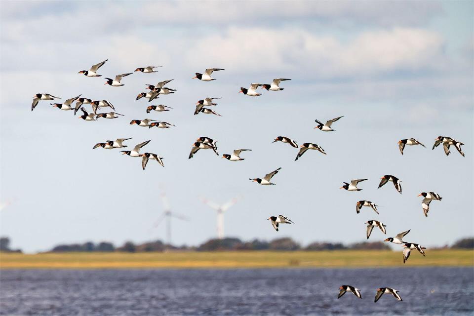 Das Monitoring von Vögeln und anderen Lebewesen im Wattenmeer ist eine Aufgabe der Nationalpark-Ranger. (Archivbild)Frank Molter/dpa