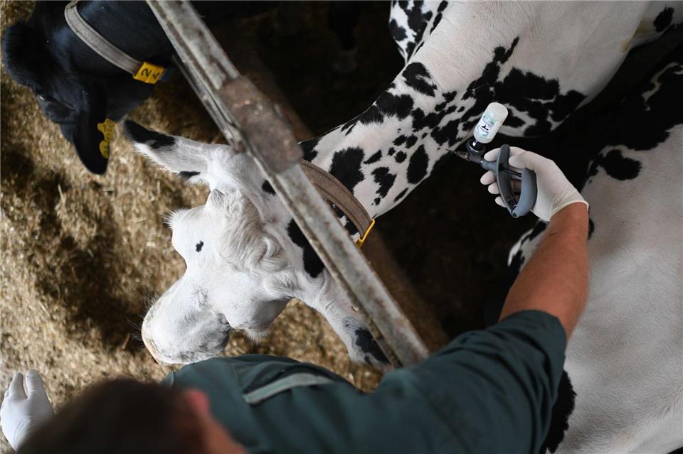 Das NRW-Landwirtschaftsministerium rät auch weiterhin zu Impfungen. (Symbolbild)Lars Penning/dpa