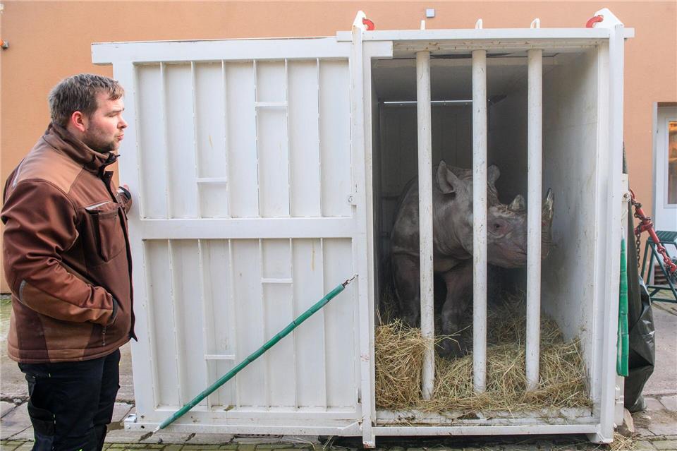 Das Nashornweibchen Malia hatte den Transport zuvor geübt.Klaus-Dietmar Gabbert/dpa