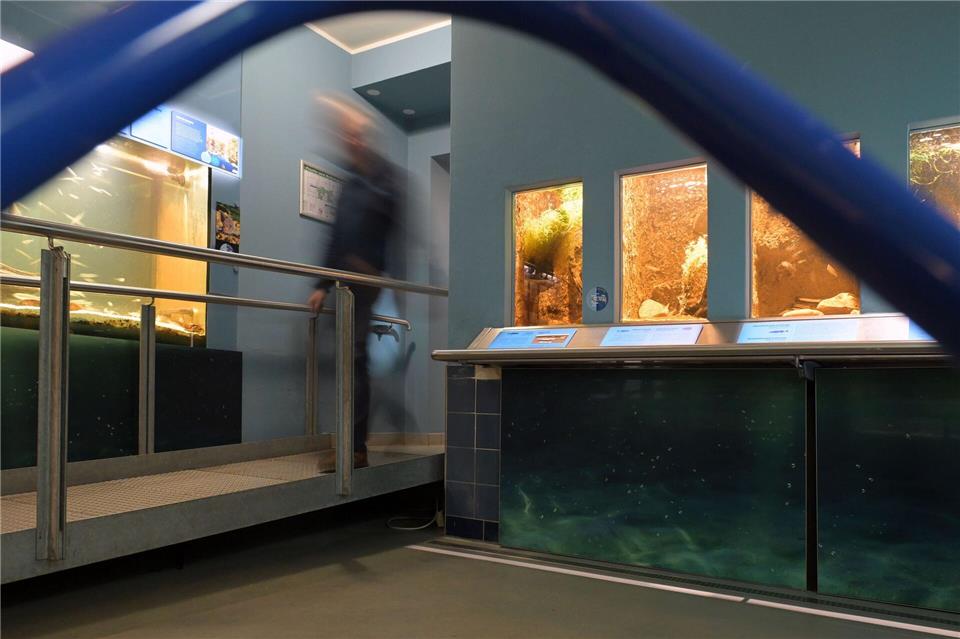 Das Naturkundemuseum hat am Freitag kostenfrei geöffnet. (Archivbild)Michael Bahlo/dpa