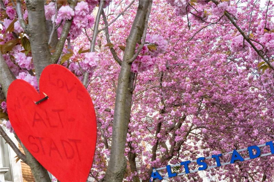 Das Naturschauspiel zieht alljährlich zehntausende Schaulustige an.Benjamin Westhoff/dpa