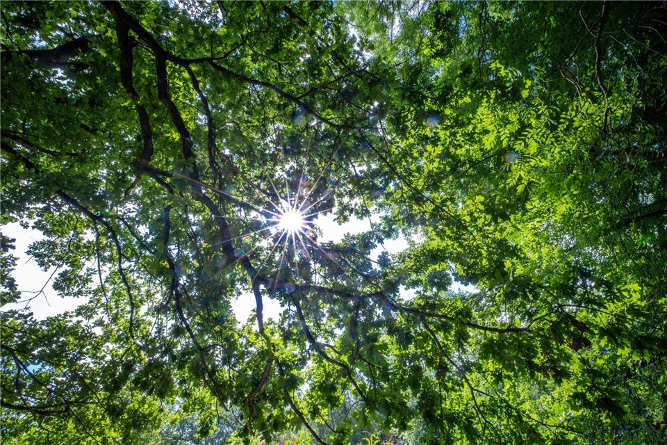 Das Naturschutzgebiet Heimfelder in Hamburg bietet Lebensraum für zahlreiche seltene und bedrohte Tierarten. (Symbolbild) Jens Büttner/dpa