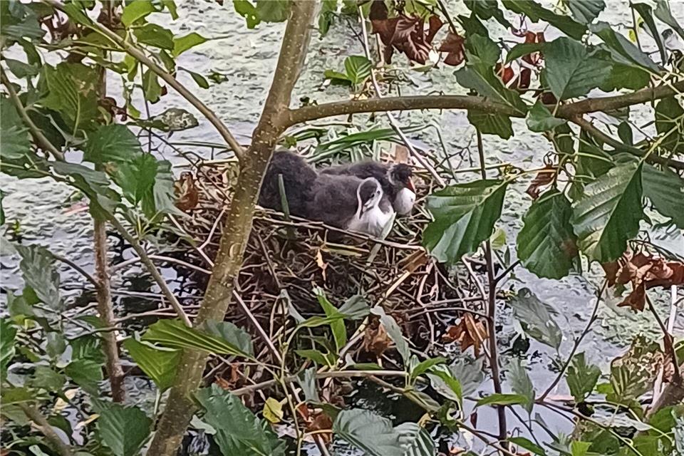 Das Nest der Teichhuhn-Familie lag direkt am Ufer. Feuerwehr Wetter (Ruhr)/dpa