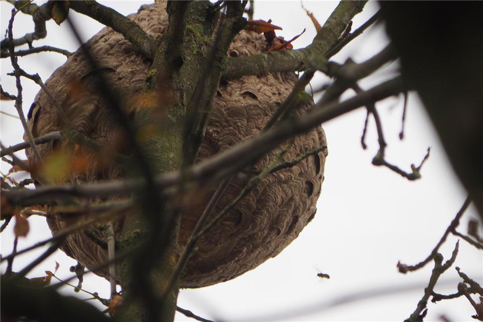 Hornissenplage wächst in Borken trotz Bekämpfung  Das Nest in der Baumkrone hatte die Ausmaße eines großen Medizinballs.