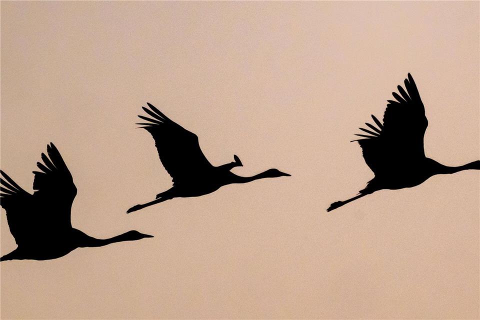 Das Oberverwaltungsgericht bestätigte Naturschutzauflagen für den Bau zweier Windenergieanlagen zum Schutz von Kranichen. (Symbolbild)Patrick Pleul/dpa