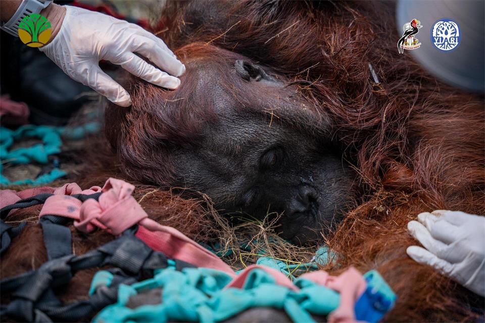 Das Orang-Utan-Männchen starb wahrscheinlich infolge der Waldbrände.-/Yayasan Inisiasi Alam Rehabilitasi Indonesia (YIARI)/dpa