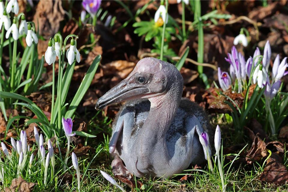 Das Pelikanküken genießt Sonne und Frühling. Bernd Wüstneck/dpa
