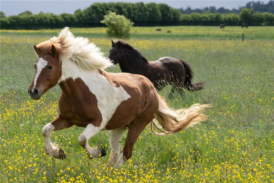 Das Pferd hatte an der Brust eine Verletzung. (Symbolbild)Boris Roessler/dpa