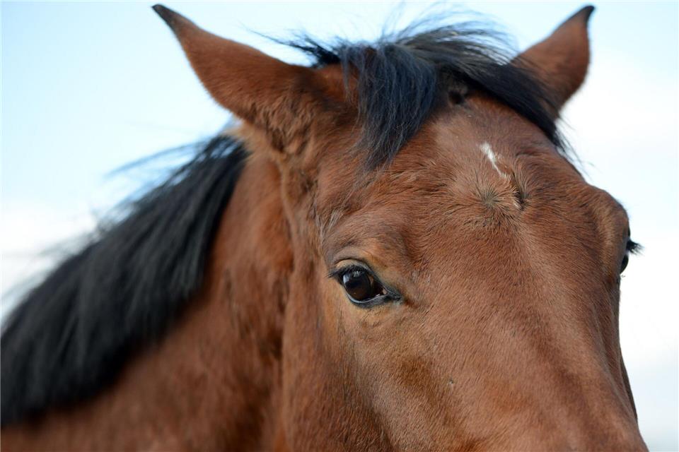 Das Pferd war ausgebüxt. (Symbolbild)picture alliance / dpa