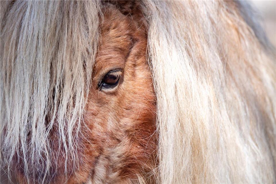 Das Pony wurde von seiner Besitzerin wohlbehalten abgeholt. (Symbolbild)Stefan Sauer/dpa/ZB