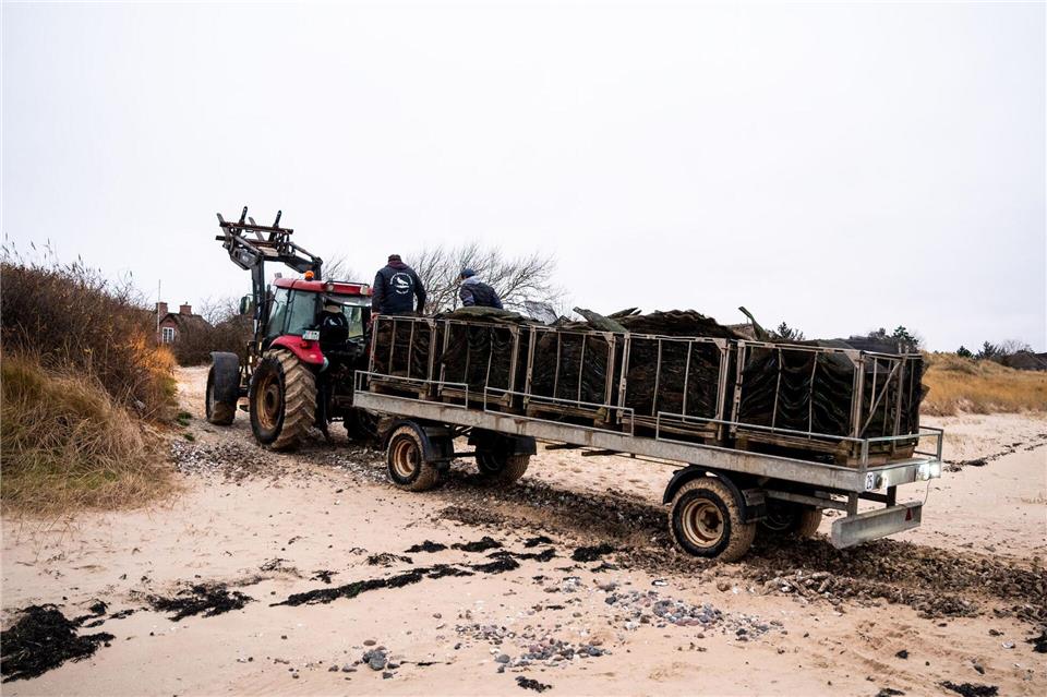 Das Prozedere ist jedes Jahr gleich: Im Spätherbst und zu Winterbeginn beziehen die Austern Quartier in den Becken, im März geht es zurück ins Watt. Daniel Bockwoldt/dpa